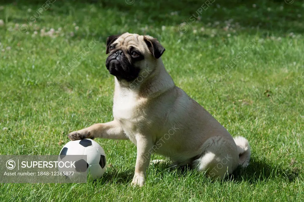 Pug with its paw on a football