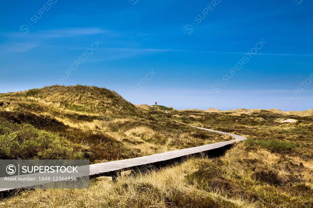 Boardwalk across the dunes, Amrum, North Frisian Islands, North Frisia, Schleswig-Holstein, Germany