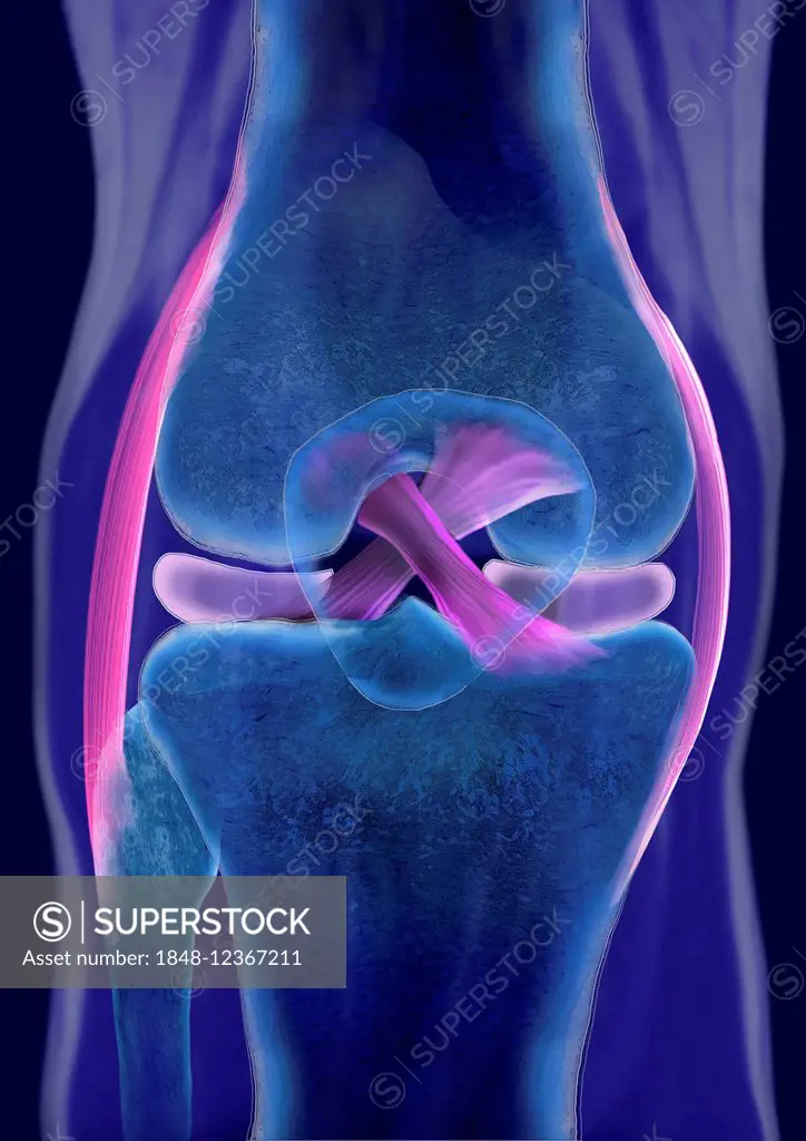 The cruciate ligament of a healthy knee, illustration