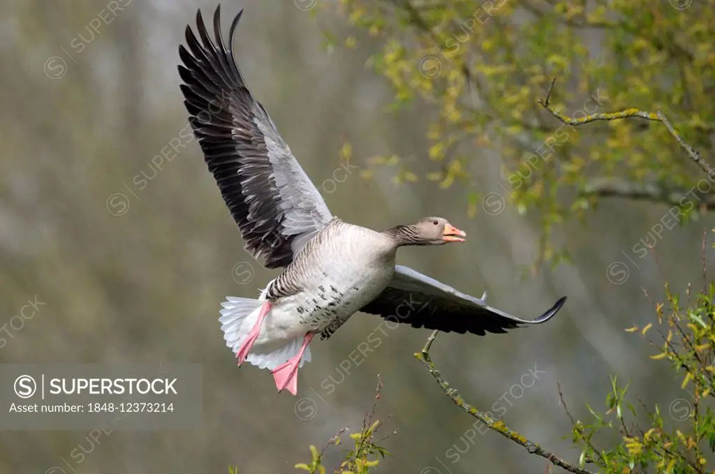 Greylag Goose (Anser anser) in flight, Max Eyht Lake, Stuttgart, Baden-Wuerttemberg, Germany, Europe