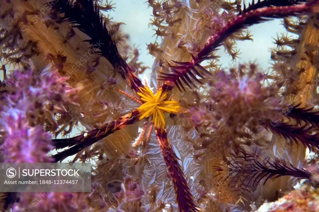 Feather star Crinoid, (Comanthina schlegelii) in a soft coral