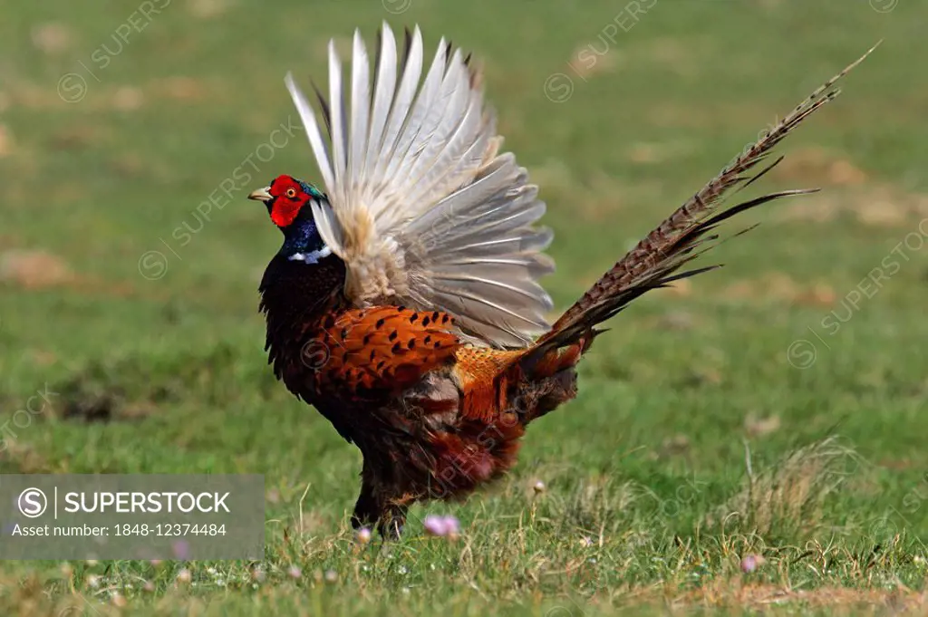 Pheasant flattering with the wings - common pheasant - ring-necked pheasant - male (Phasianus colchicus)