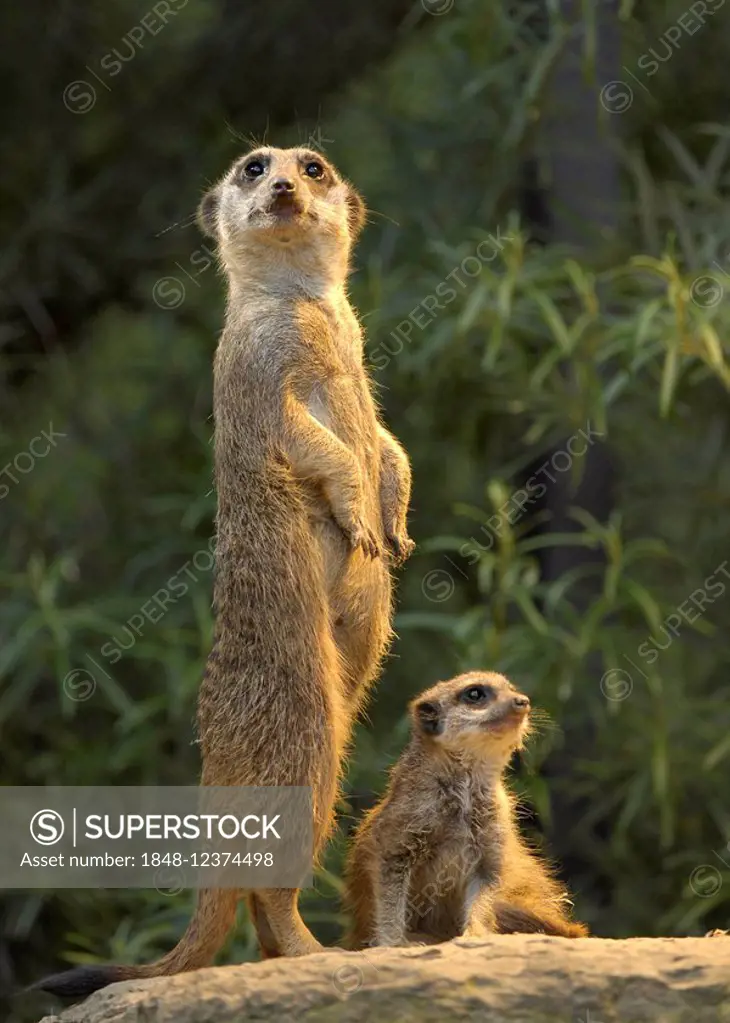 Adult and young meerkats (Suricata suricatta)