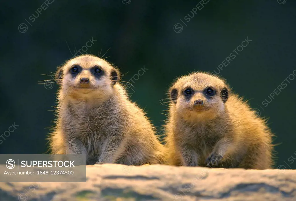 Young meerkats (Suricata suricatta)