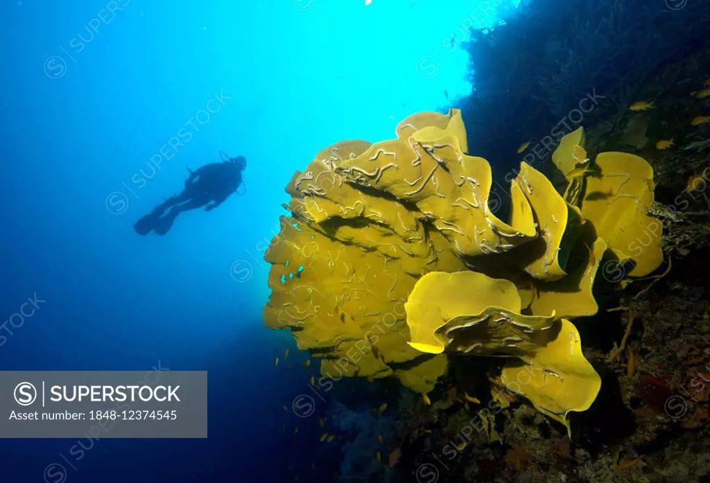 Scuba diver swimming behind an Elephant Ear Sponge (Ianthella basta), Philippines