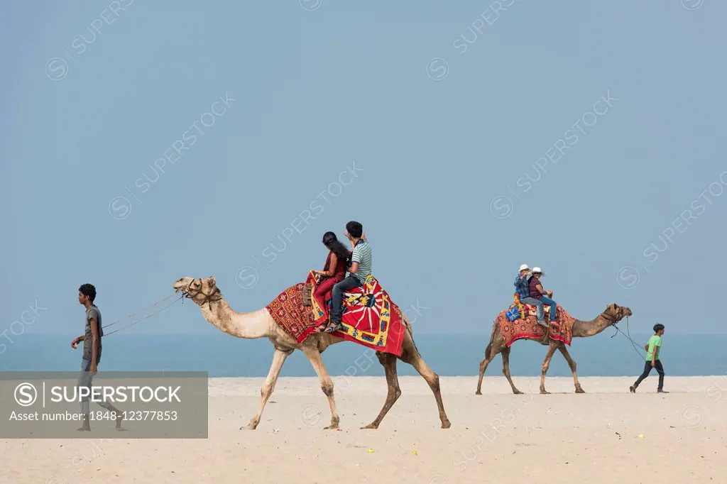 Indian tourists riding camels, beach, Alappuzha, Kerala, India