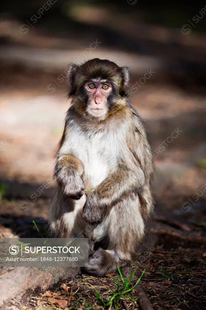 Japanese Macaque, also Snow Monkey (Macaca fuscata), captive, Landskron Monkey Mountain, Carinthia, Austria