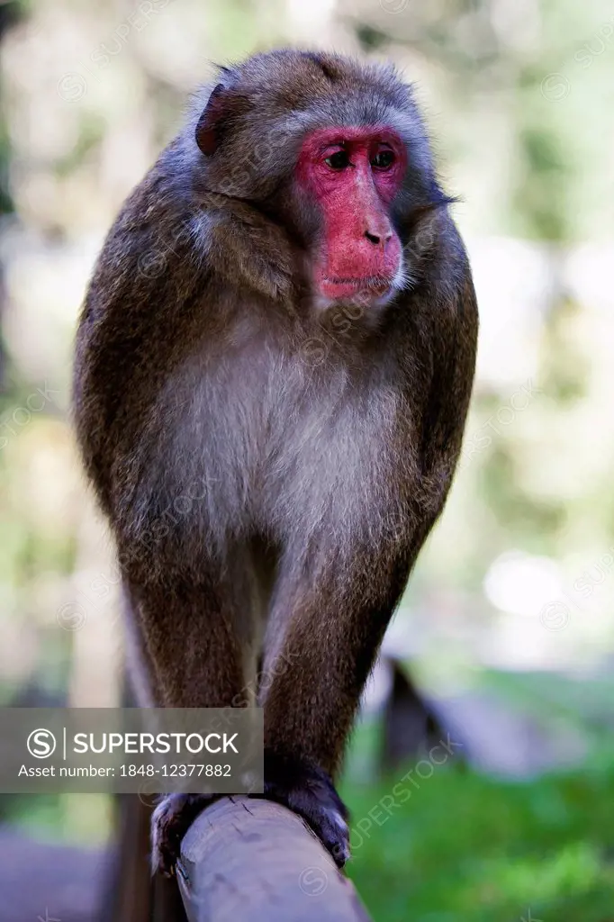 Japanese Macaque, also Snow Monkey (Macaca fuscata), captive, Landskron Monkey Mountain, Carinthia, Austria