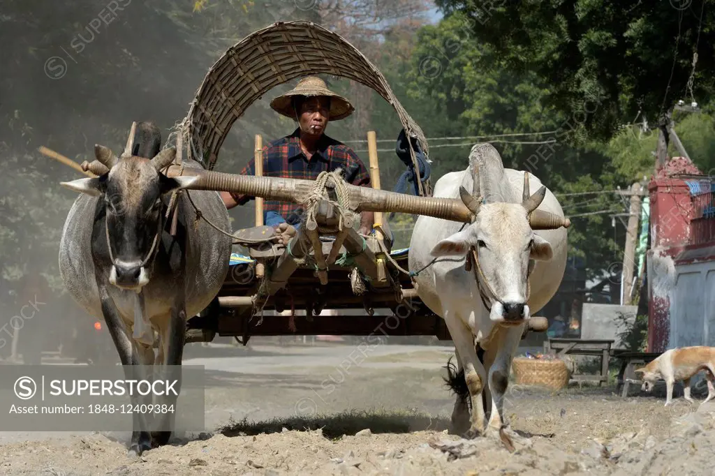 Farmer with ox cart, Mingun, Mandalay State, Myanmar