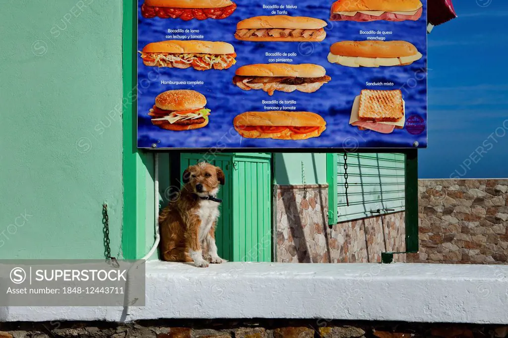 A dog sitting in front of a poster showing snacks, Algeciras, Andalusia, Spain