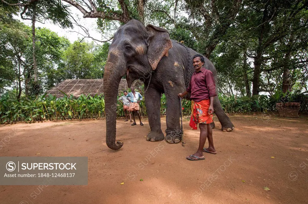 Asian Elephant (Elephas maximus), working elephant with elephant guide or mahout, Peermade, Kerala, India