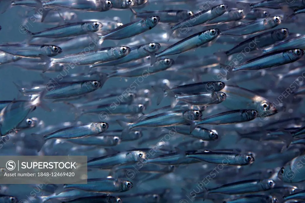 Swarm of sweeper fish (Parapriacanthus), Bali, Indonesia