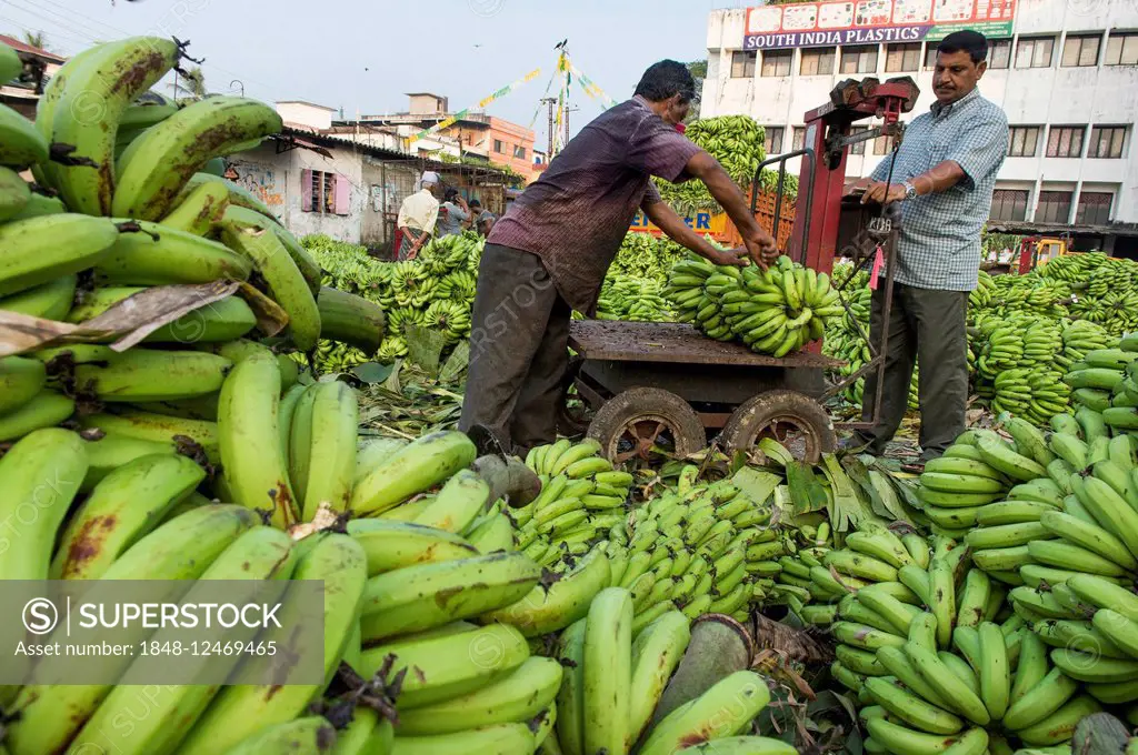 Banana sellers and workers weighing bananas on Broadway Market, Ernakulam, Kerala, India