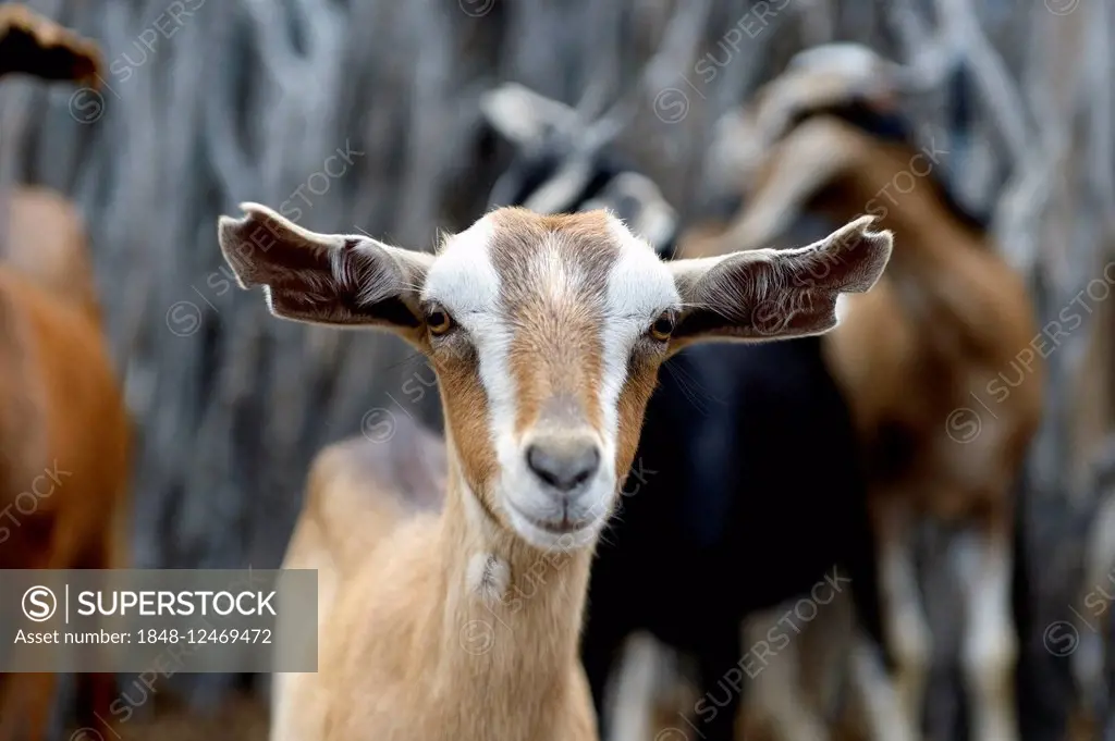 Domestic goat (Capra hircus aegagrus), Bahia, Brazil