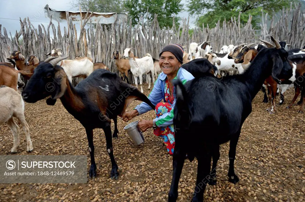 Woman, 74 years, milking a goat (Capra hircus aegagrus), Caladinho, Uaua, Bahia, Brazil