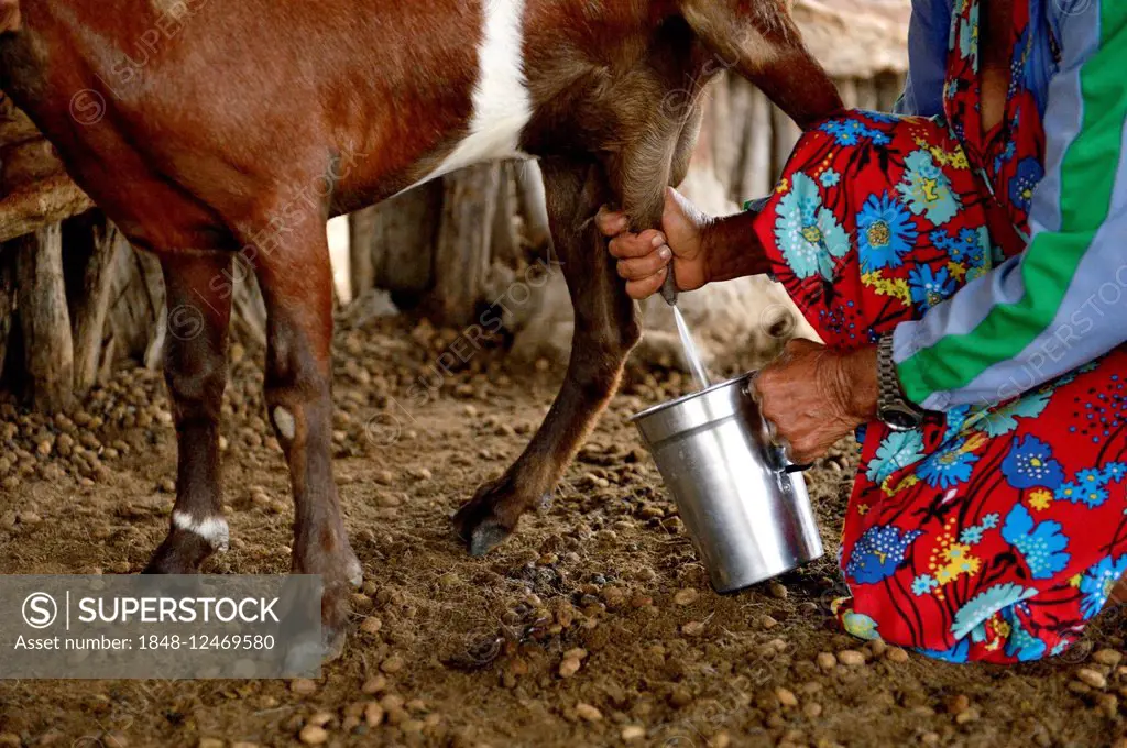 Woman milking a goat (Capra hircus aegagrus), Caladinho, Uaua, Bahia, Brazil