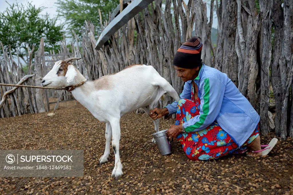 Woman, 74 years, milking a goat (Capra hircus aegagrus), Caladinho, Uaua, Bahia, Brazil