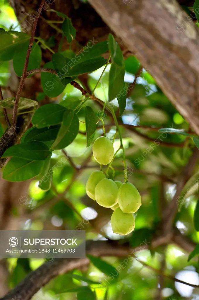 Ripe Umbu fruit (Spondias tuberosa) on the tree, Caladinho, Uaua, Bahia, Brazil