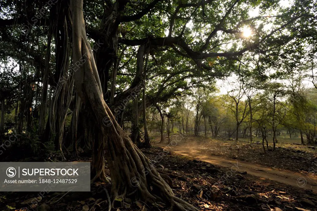 Banyan tree (Ficus benghalensis) next to a forest track, Ranthambhore National Park, Rajasthan, India