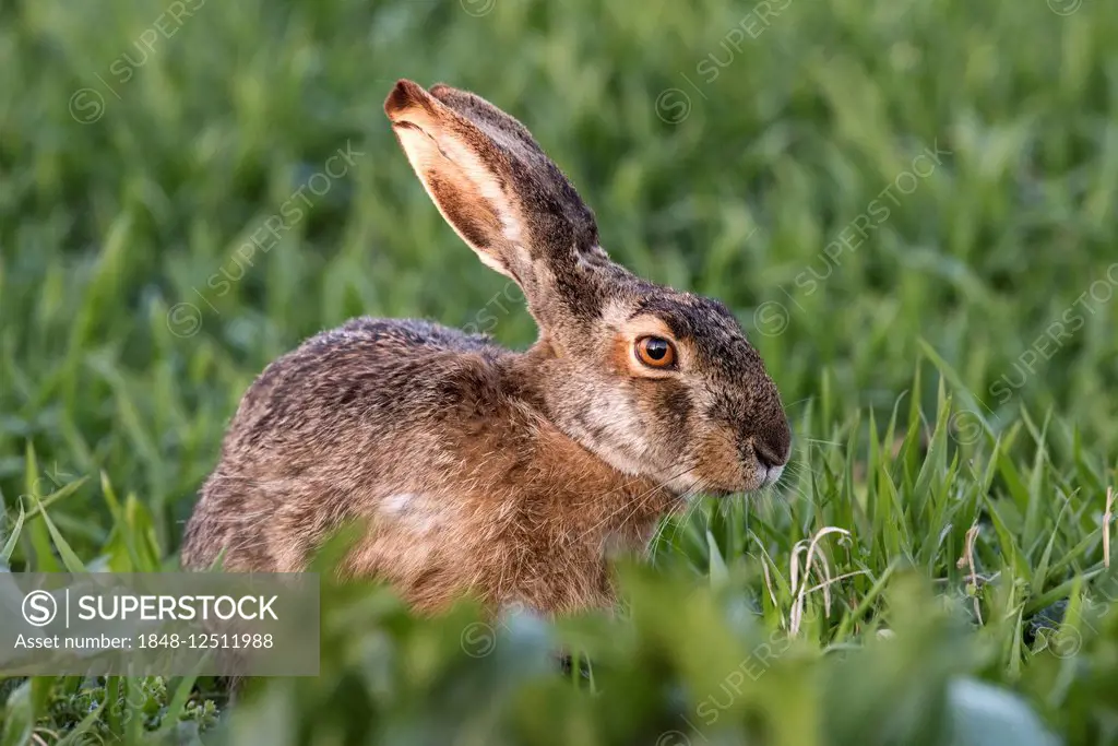 European Hare (Lepus europaeus), Seewinkel, Lake Neusiedl National Park, Burgenland, Austria