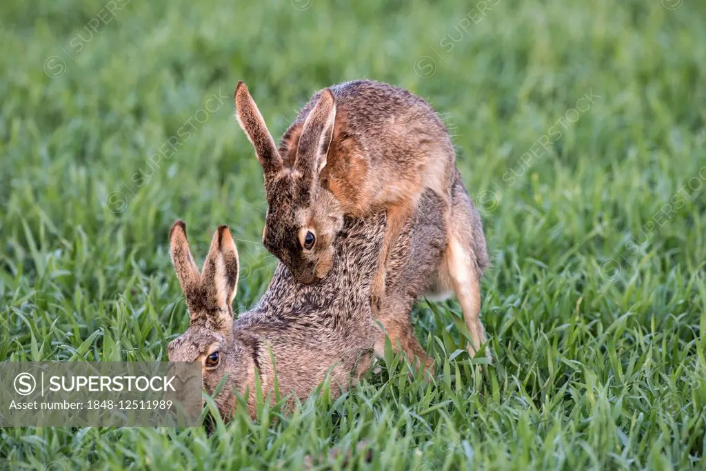 European Hares (Lepus europaeus), mating, Seewinkel, Lake Neusiedl National Park, Burgenland, Austria