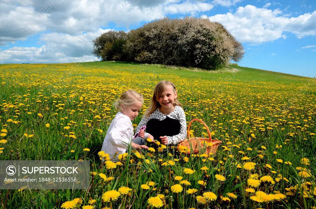 Two girls picking dandelions, Ystad, Sweden