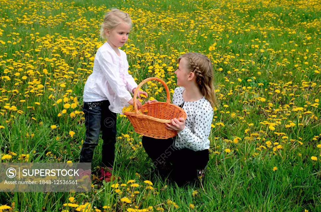 Two girls picking dandelions, Ystad, Sweden