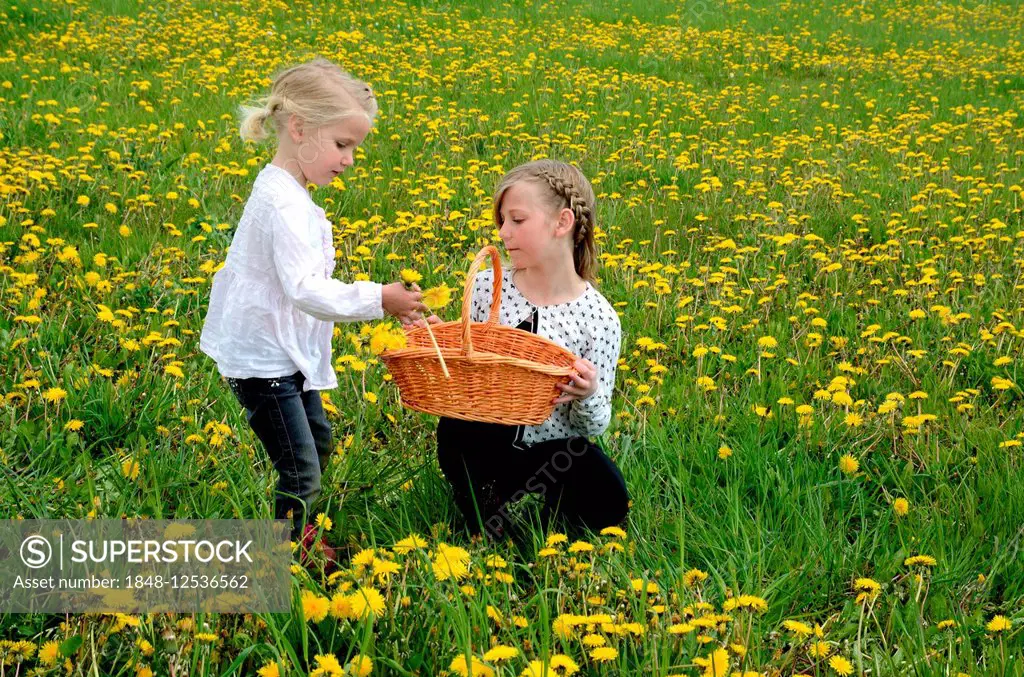 Two girls picking dandelions, Ystad, Sweden