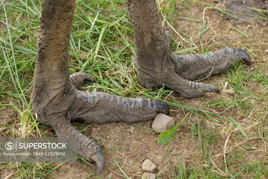 Feet of an Emu (Dromaius novaehollandiae), Wolpersdorf, Sauerland, North Rhine-Westphalia, Germany