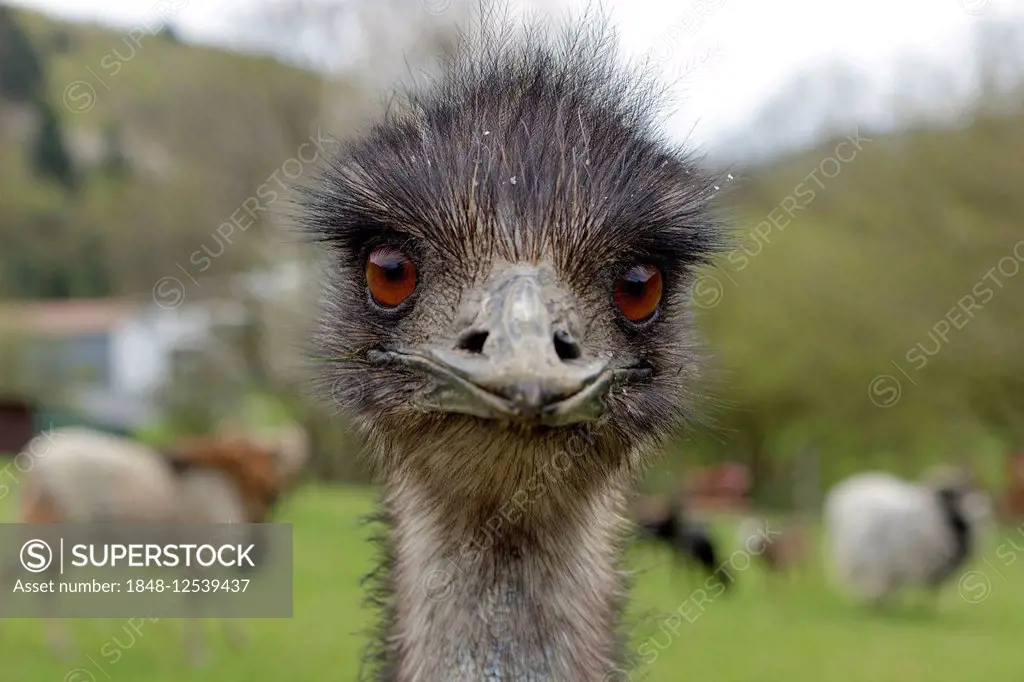 Emu (Dromaius novaehollandiae), Wolpersdorf, Sauerland, North Rhine-Westphalia, Germany