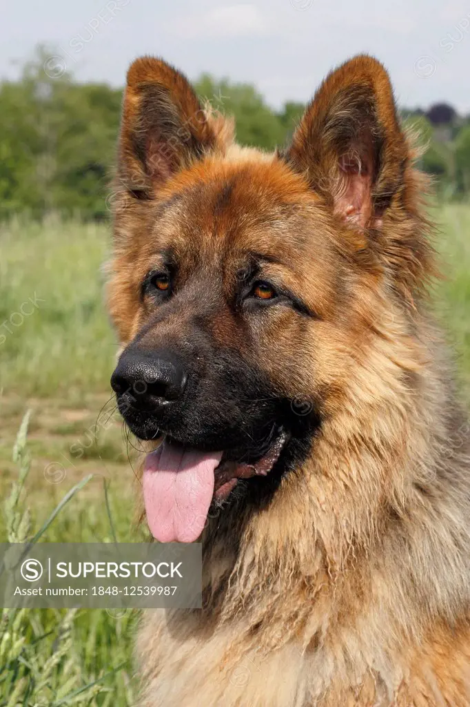 Old German Shepherd Dog, male, portrait, Germany
