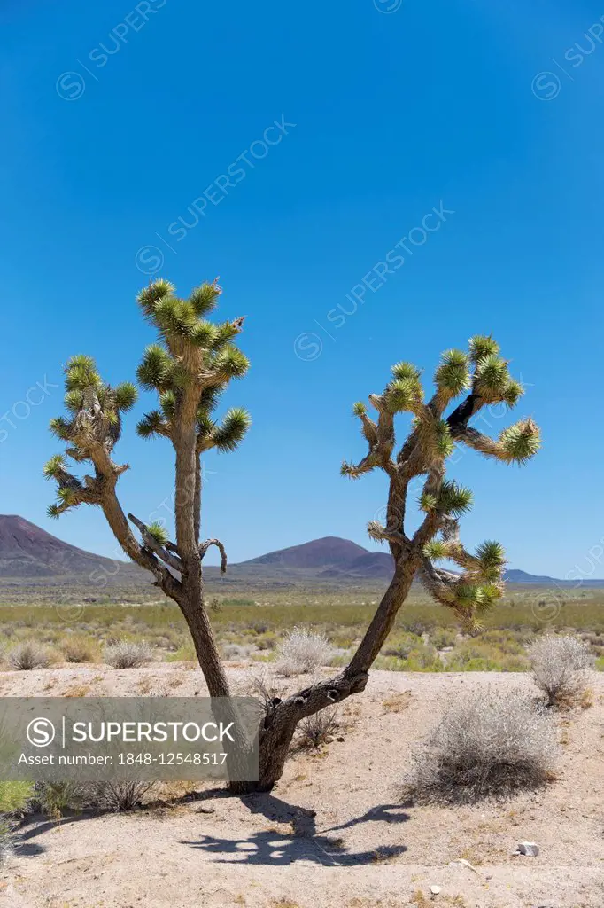 Joshua tree (Yucca brevifolia) in the Mojave Desert, California, USA