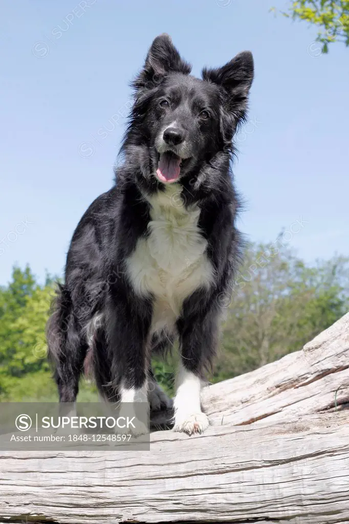 Border Collie, 13 years, standing on a tree trunk