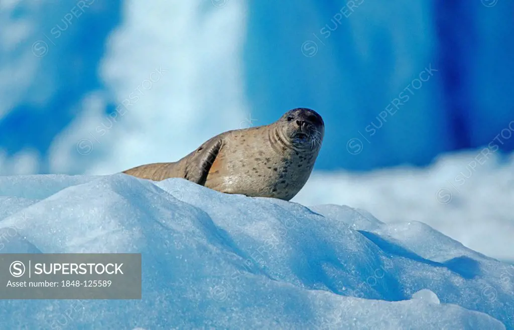 Seal resting on an ice floe, Prince William Sound, Alaska, USA