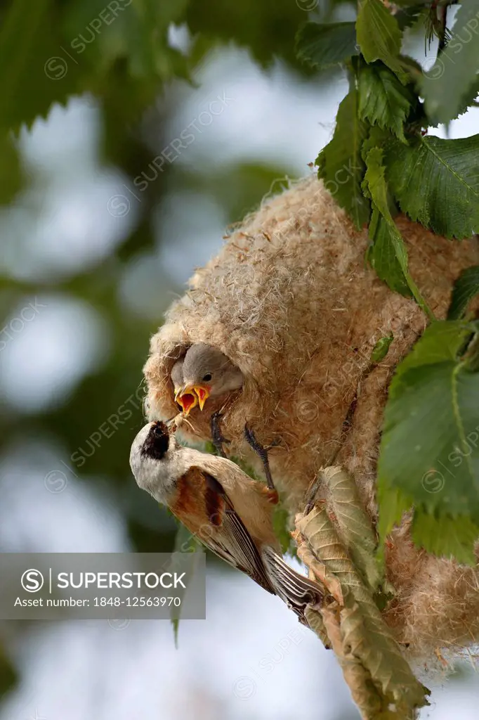 Eurasian Penduline Tit (Remiz pendulinus), adult bird feeding chicks at the nest, Middle Elbe Biosphere Reserve, Dessau-Rosslau, Saxony-Anhalt, German...