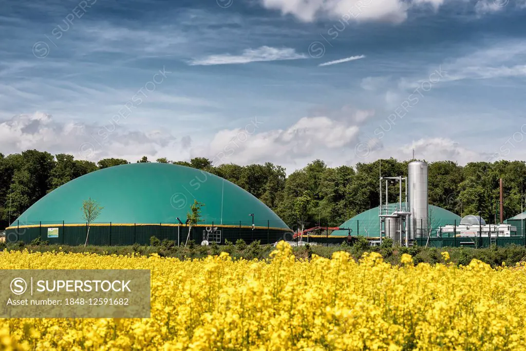 Biogas plant in flowering rapeseed field (Brassica napus), Wetterau, Hesse, Germany