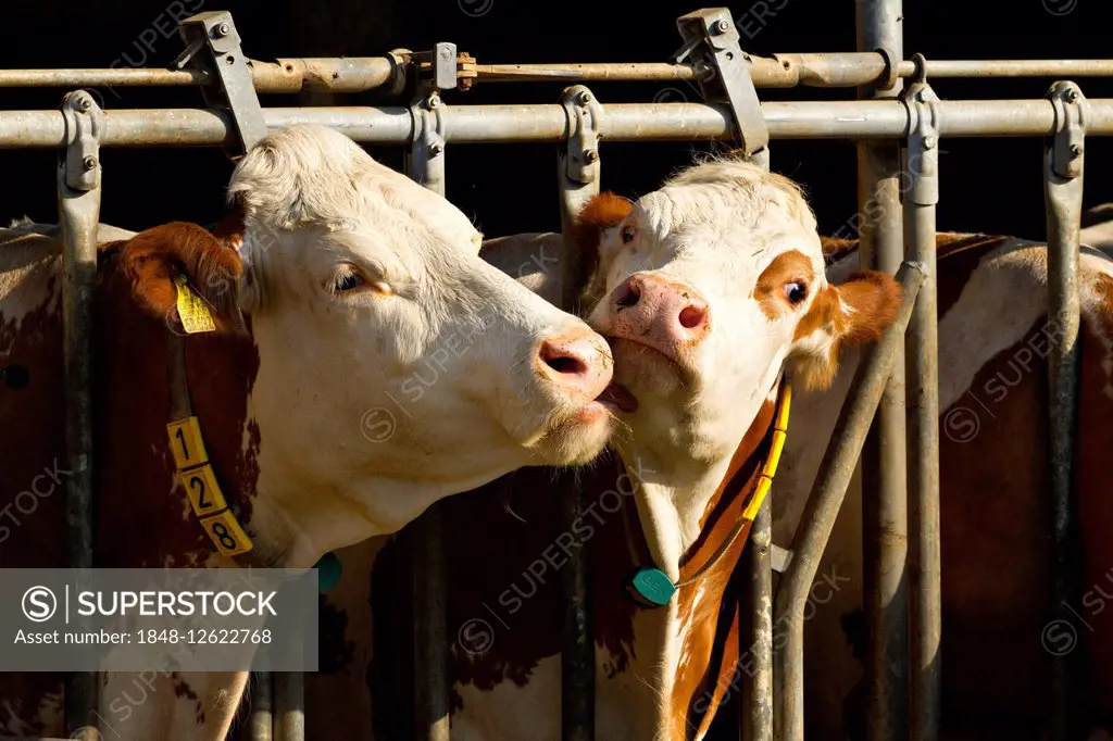 Dairy cows at a feed fence, Upper Bavaria, Bavaria, Germany