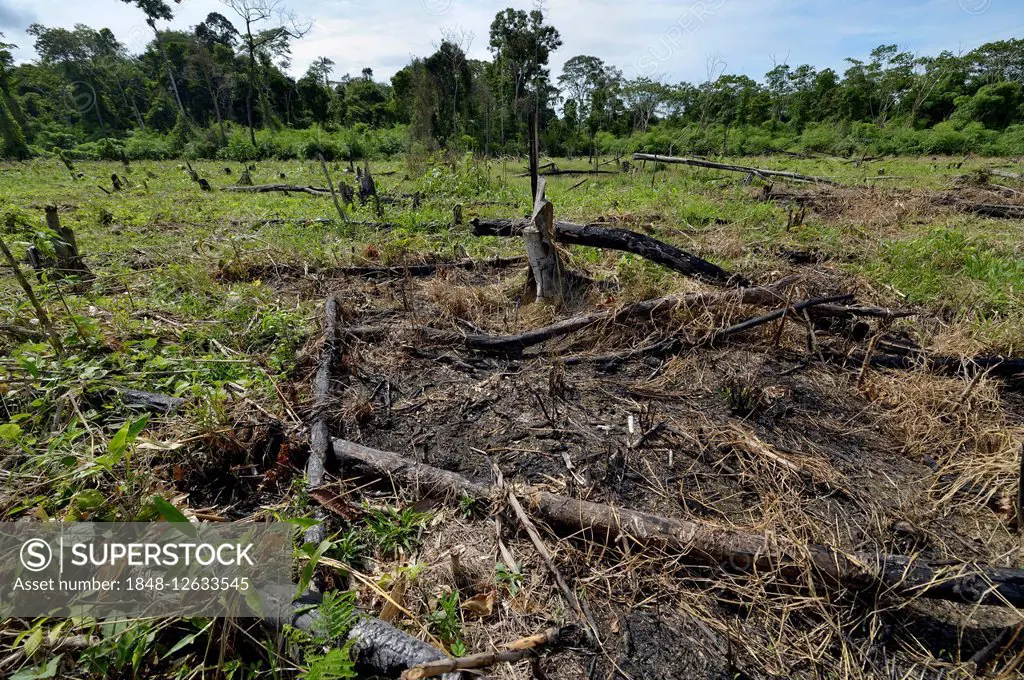 Forest clearance to obtain agricultural and grazing land, Amazon rainforest, near Puerto Maldonado, Madre de Dios Departameto, Peru