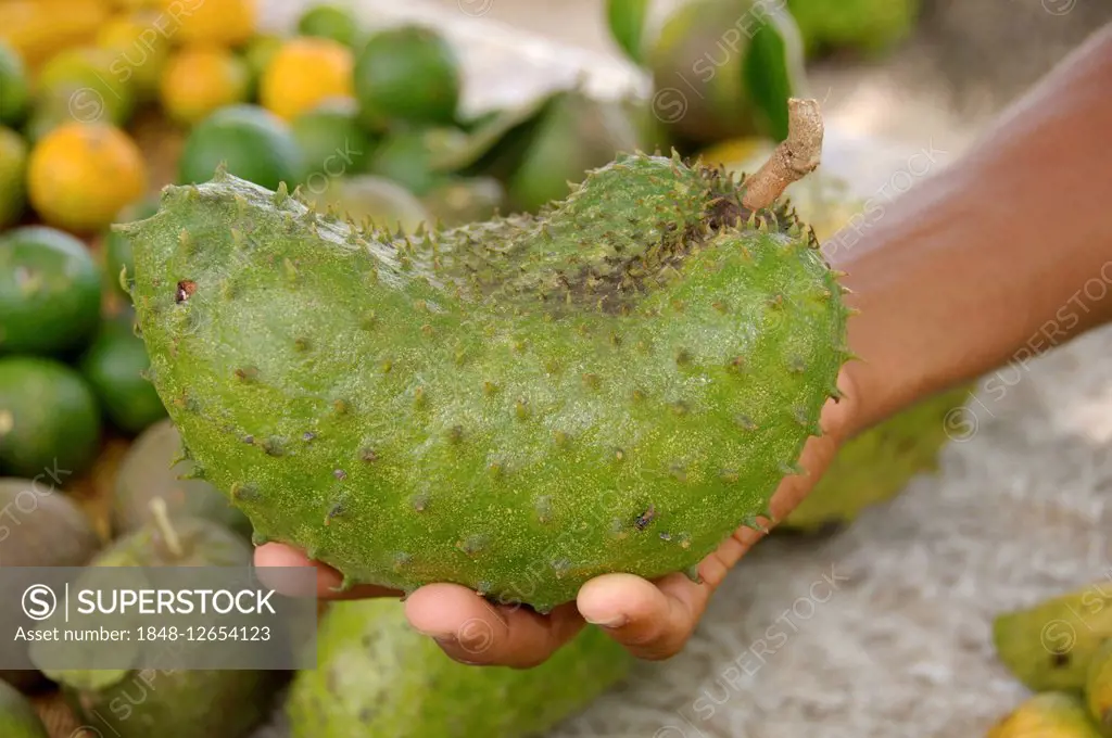 Soursop fruit (Annona muricata) in a male hand, Mahe Island, Seychelles