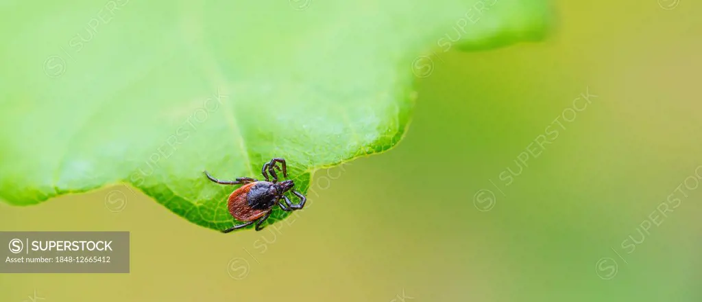 Female tick (Ixodes ricinus) lurking on a leaf of an English oak, English oak or French oak (Quercus robur, Quercus pedunculata), Lower Saxony, German...