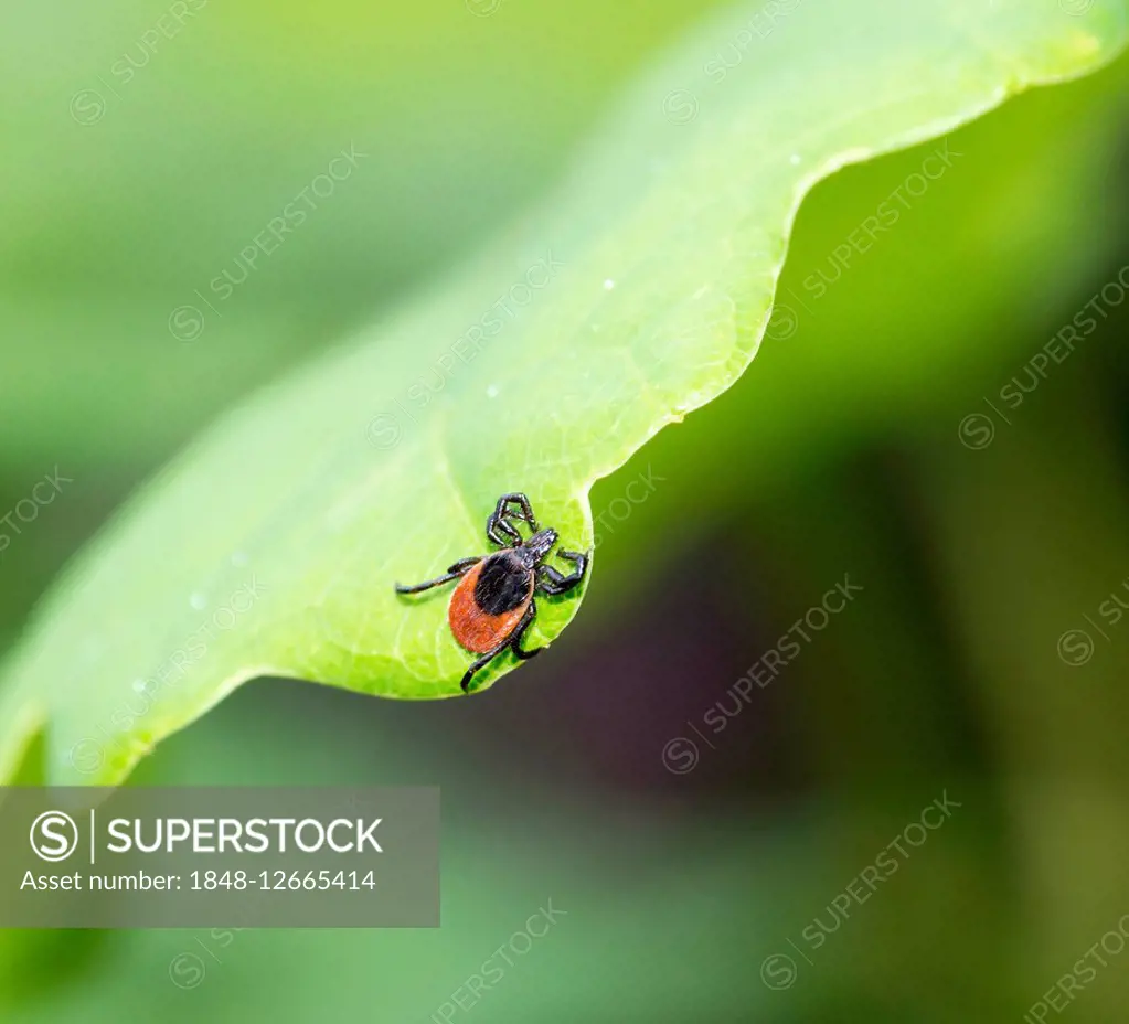 Female tick (Ixodes ricinus) lurking on a leaf of an English oak, English oak or French oak (Quercus robur, Quercus pedunculata), Lower Saxony, German...