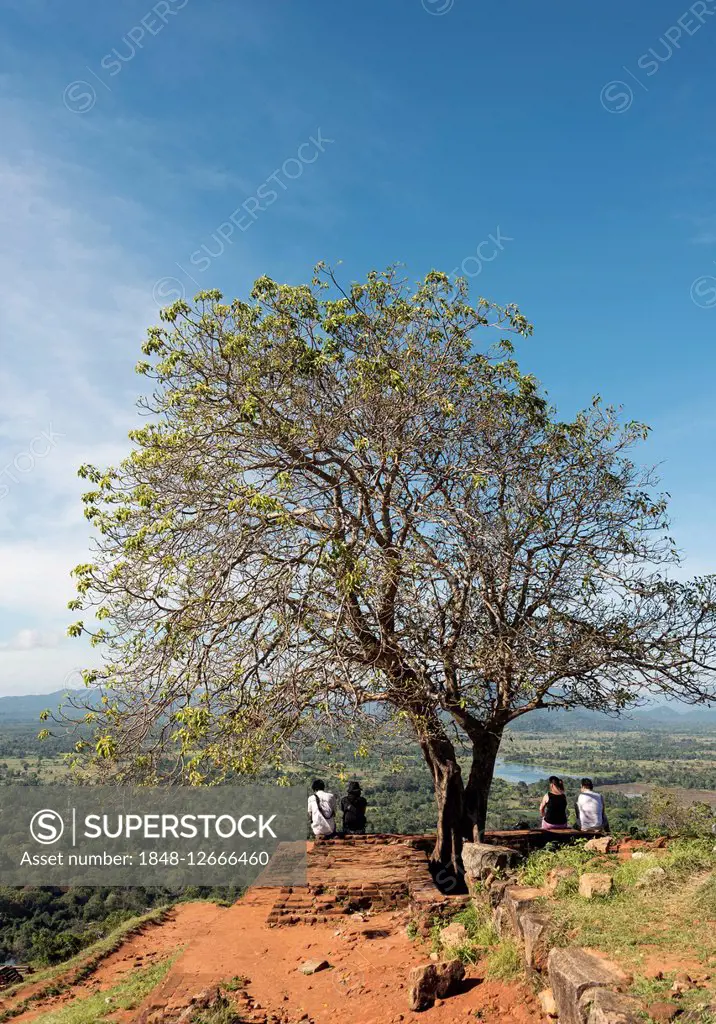 Tree on top of Sigiriya or Lion Rock, Sri Lanka