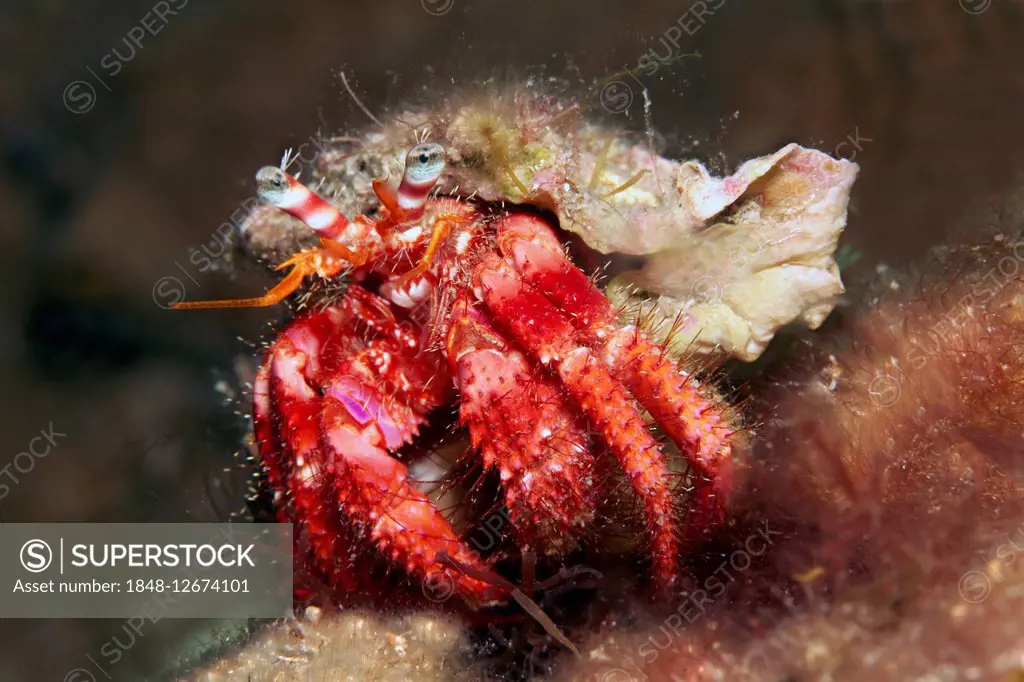 Large red hermit crab (Dardanus calidus), Corfu, Ionian Islands, Ionian Sea, Mediterranean Sea, Greece