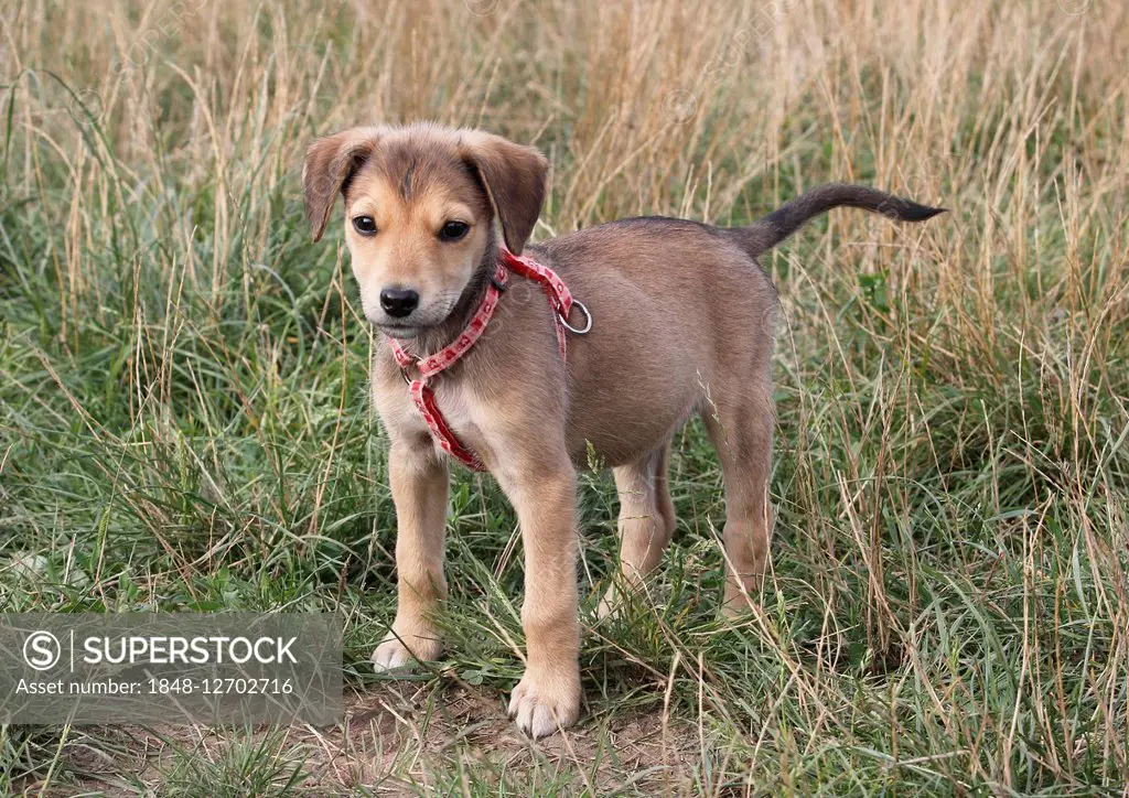 Young dog, mixed-breed, 12 weeks old, standing in a meadow, Germany