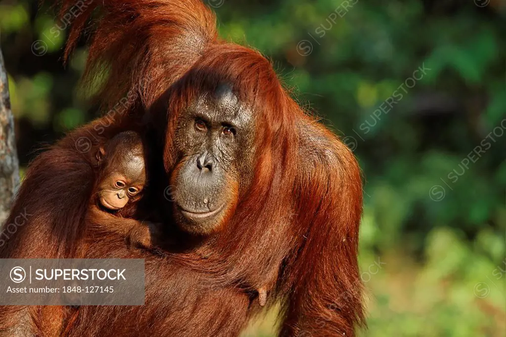 Orang-Utan (Pongo pygmaeus) in Tanjung Putting national park, Central-Kalimantan, Borneo, Indonesia