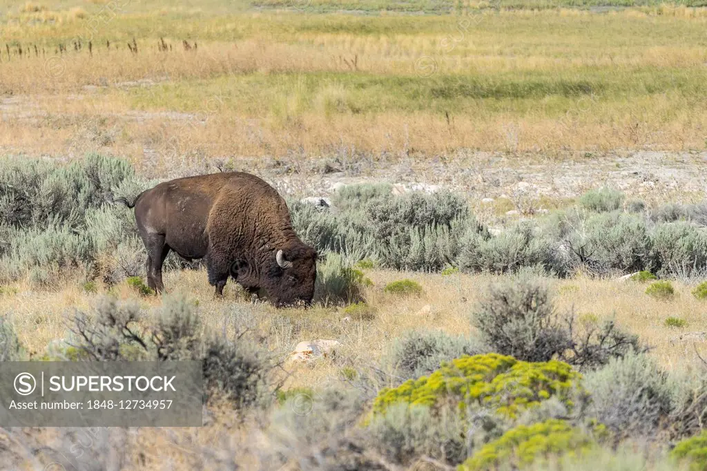 Bison (Bison bison), grazing, Antelope island, Utah, USA