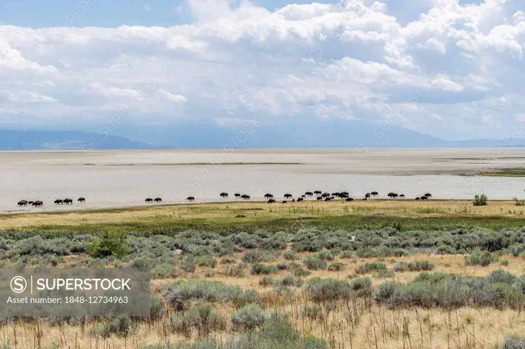 Herd of bison (Bison bison) walking over the Great Salt Lake, Antelope island, Utah, USA