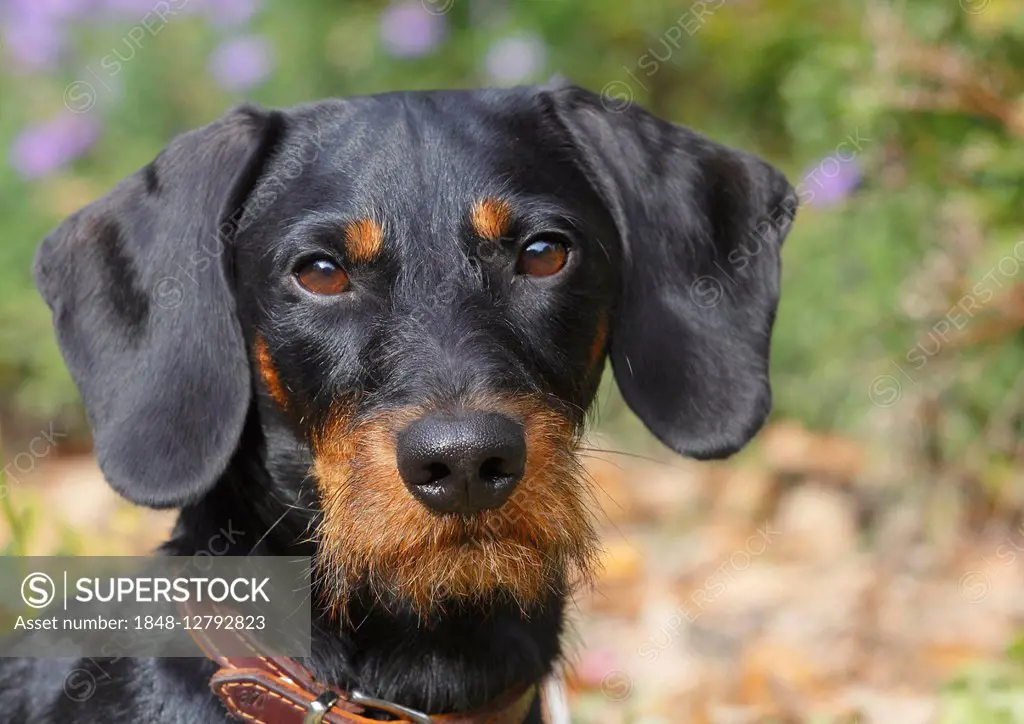 Dachshund, portrait, North Rhine-Westphalia, Germany