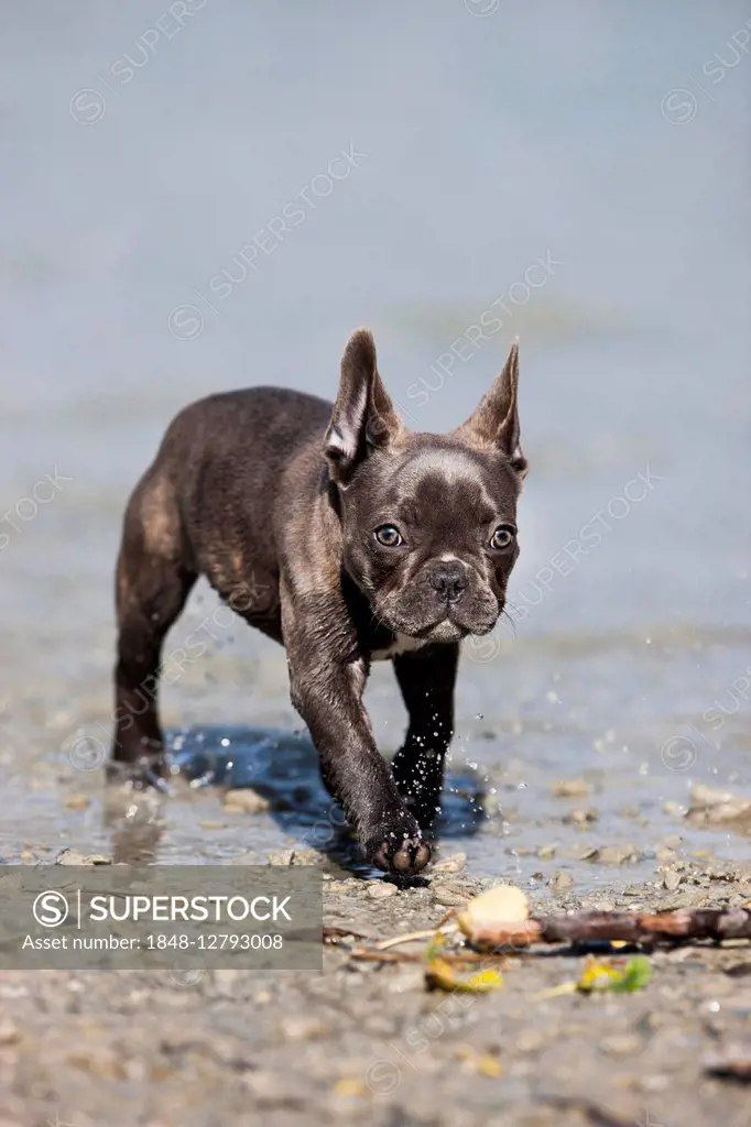 French bulldog, puppy, blue, walking in water, Austria