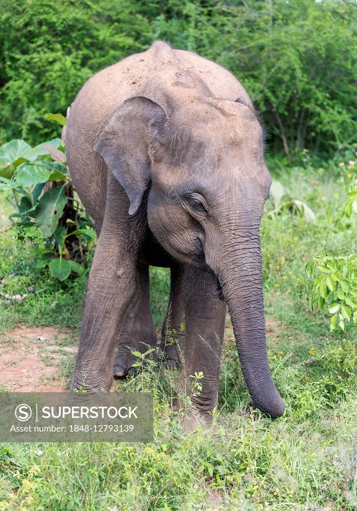 Indian Elephant, Sri Lankan Elephant (Elephas maximus maximus), feeding, Udawalawe National Park, Sri Lanka